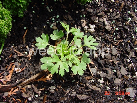 buttercup, crowfoot